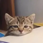 ティム
