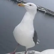 リョウタ