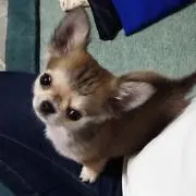 みかん