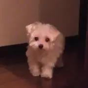 ハイジ