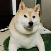 はちお