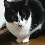 mimiの画像