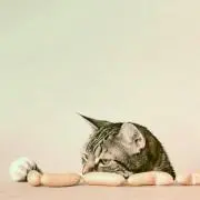 tomatoko＊＊