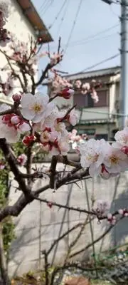 うめの画像