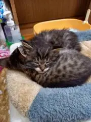 やすきち断捨離中の画像