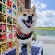 まきりん