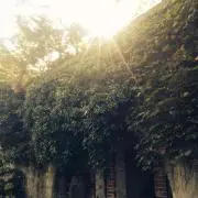 loloの画像