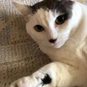 あんずの画像