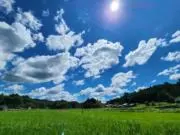 Yamaの画像