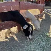 みいの画像