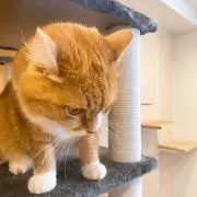 あおの画像