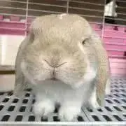 あやの画像