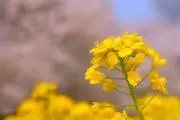 なの花の画像
