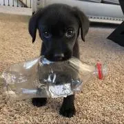 ぴょんの画像