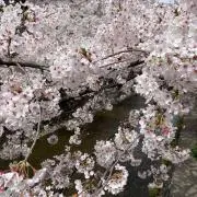 にゃあの画像
