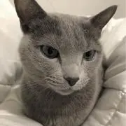 AMI_GOHS G
