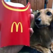 パパ