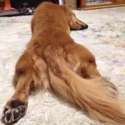 じゃりの画像