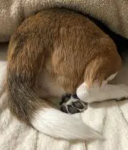 ぱりんぽりん
