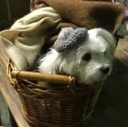 しんしんの画像