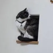 とまとのえさの画像