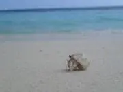ミナミ