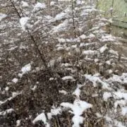 あひさま