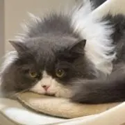 ゴマゴマの画像