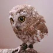 ふゆみかん