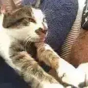 にゃんこ先生