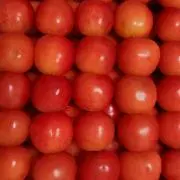 さくらの画像