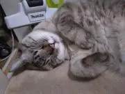 ひさこの画像