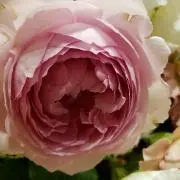 イヴさんのおつかい