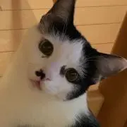 くまの画像