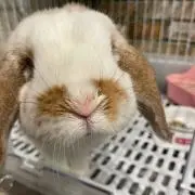 ぴょん吉の画像