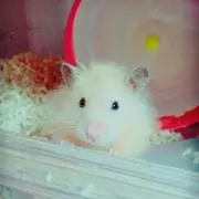 ころ