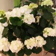 angekonの画像
