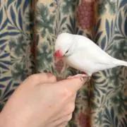 なとり