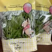 ひよこのイタリアンパセリの画像