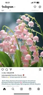おじょーの画像