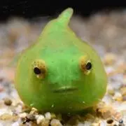 ピポの画像