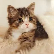 みーちゃんの画像