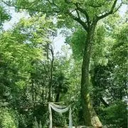 ミッキーの画像