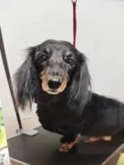 ふぁもこ