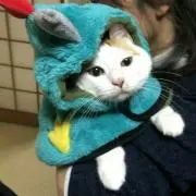 猫まるの画像