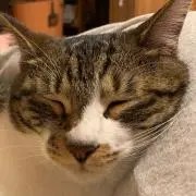 ゆゆゆの画像