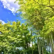 paseriの画像