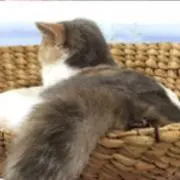雅堂