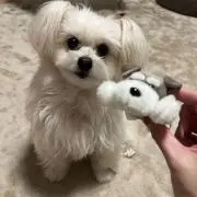 くまいぬの画像