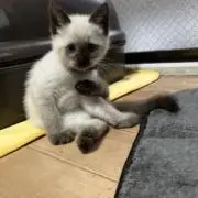 格闘家ヤマト